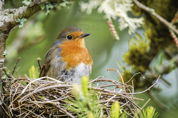 Small Robin bird in nest. Generative Ai, AI generated