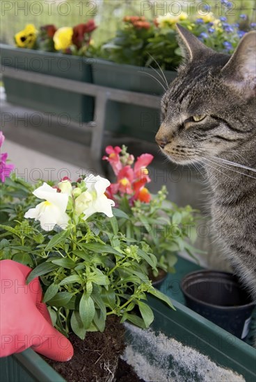 Hand implanting snapdragon flower on the balcony