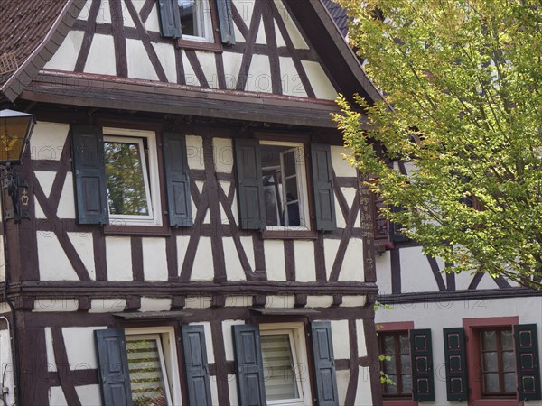 A historic half-timbered house with shutters, a tree in the foreground and autumnal colours, Kandel, Palatinate, Germany, Europe
