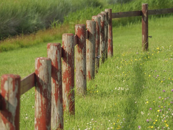 An old wooden fence runs along a green meadow with flowers and tall grass, hallig hooge, schleswig-holstein, germany