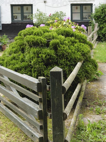Well-kept garden fence surrounded by green bushes and plants in front of a traditional house, arnis, schlewsiwg-holstein, germany