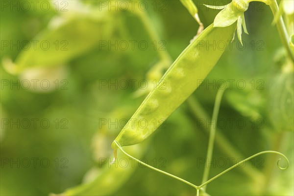 A young pea pod (Pisum sativum) on a plant in the garden, close-up in daylight, Ternitz, Lower Austria, Austria, Europe