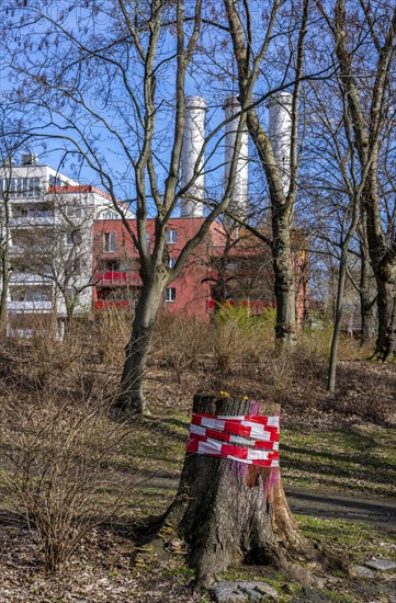Tree trunk wrapped with safety tape, Berlin, Germany, Europe