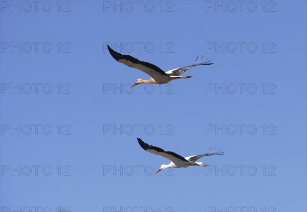 Flying storks