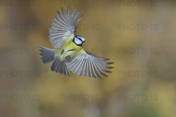 Blue tit (Parus caeruleus) in flight, flight photo, high speed flight photo Wilnsdorf, North Rhine-Westphalia, Germany, Europe