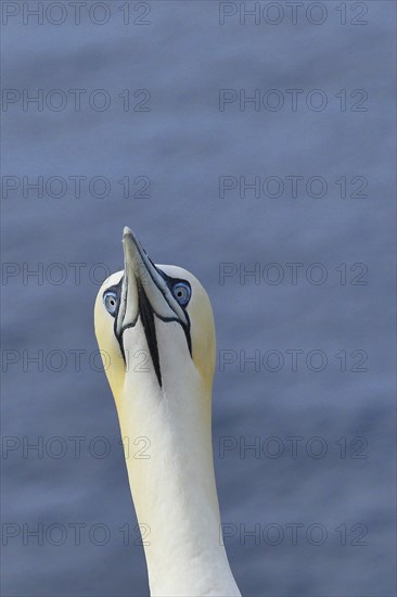 Northern gannet (Morus bassanus) animal portrait, Heligoland, Lower Saxony, Germany, Europe