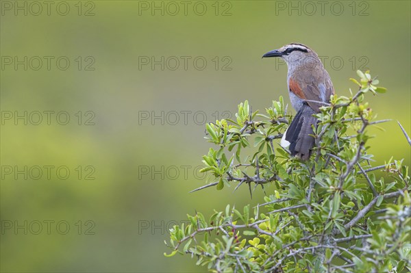Cape tchagra, (Tchagra tchagra), Addo Elephant National Park, Addo, Western Cape, South Africa, Africa