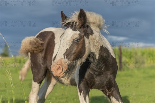 Irish cob horses in a pasture in spring. In the French countryside, the horses go out into the meadows to scratch on the fresh grass