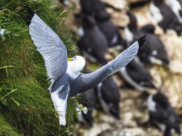 Black-legged Kittiwake, Rissa tridactyla, Bird on the Cliff, Bempton Cliffs, North Yorkshire, England, United Kingdom, Europe