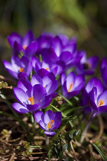 Purple crocus flowers in spring