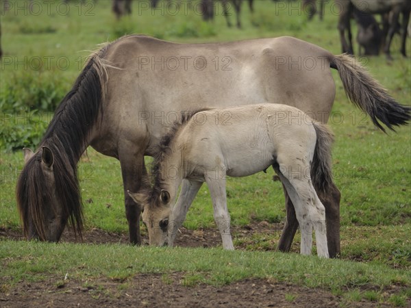 A mare and her foal grazing on a green meadow, merfeld, münsterland, germany
