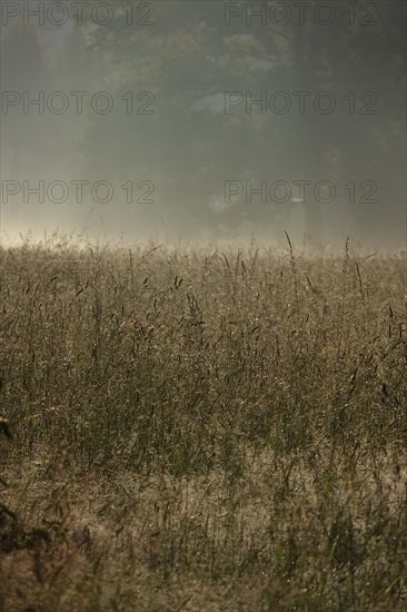Summer morning atmosphere, morning fog, Germany, Europe