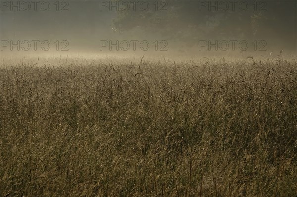 Summer morning atmosphere, morning fog, Germany, Europe