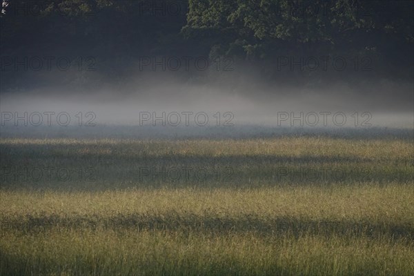 Summer morning atmosphere, morning fog, Germany, Europe