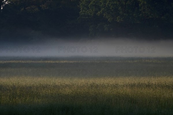 Summer morning atmosphere, morning fog, Germany, Europe