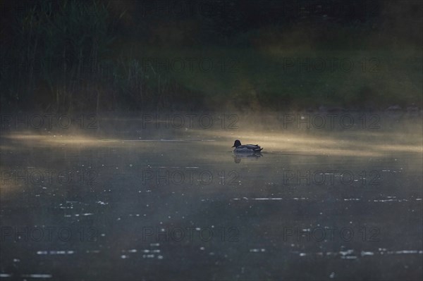 Summer morning atmosphere, morning fog, Germany, Europe