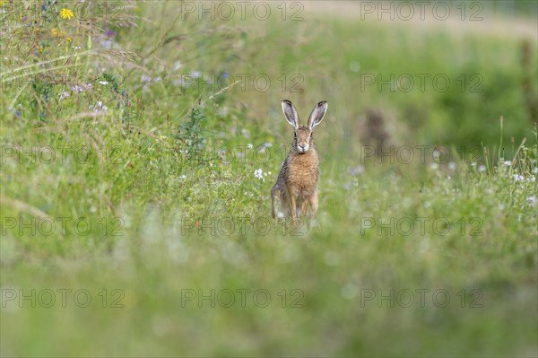 European hare (Lepus europaeus) Brown hare sitting on the ground and observing the surroundings in a meadow. Kaiserstuhl, Freiburg im Breisgau, Baden-Württemberg, Germany, Europe