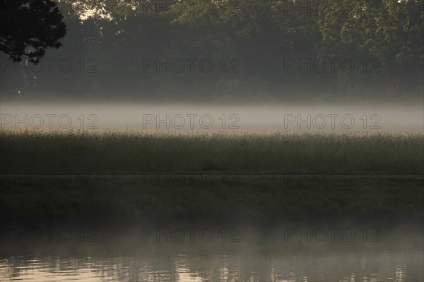 Summer morning atmosphere, morning fog, Germany, Europe