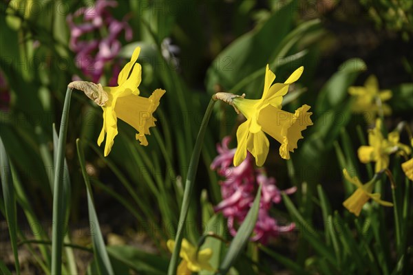 Bright yellow daffodil flowers in a blooming garden, surrounded by various spring flowers, Vreden, North Rhine-Westphalia, Germany, Europe