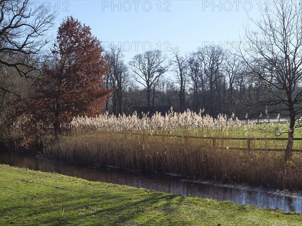 Tall reed grass on the bank of a small river, surrounded by bare trees in winter light, ruurlo, gelderland, the netherlands
