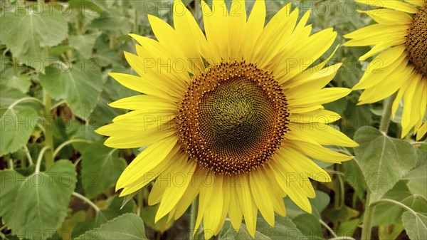 Close-up of a bright yellow sunflower (Helianthus) with green leaves in the background