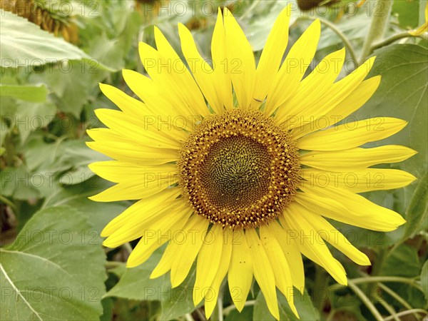 Yellow sunflower (Helianthus) in full bloom surrounded by green leaves, capturing the essence of summer