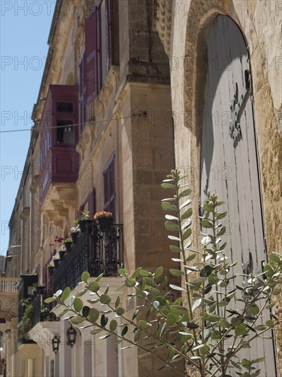 Side view of historic building facades with balconies and windows and a green plant in the foreground, mdina, mediterranean sea, Malta, Europe