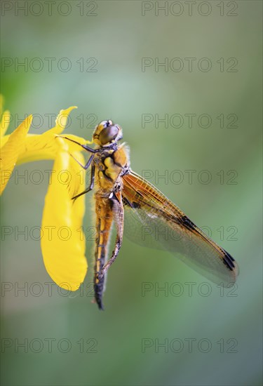 Red dragonfly is sitting on a yellow flower, newly hatched insect, wetland Haff Reimich, nature reserve in Luxembourg