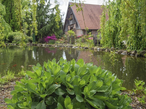 A pond with lush vegetation and a willow, behind it a house with a tiled roof and half-timbered construction, marbeck, westphalia, germany