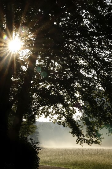 Summer morning atmosphere, morning fog, Germany, Europe