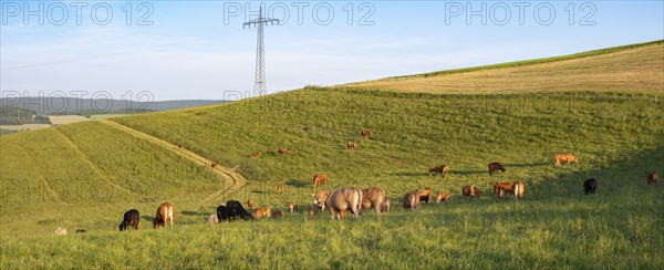 Cows grazing on pasture in Germany, species appropriate animal husbandry, farmland meadow
