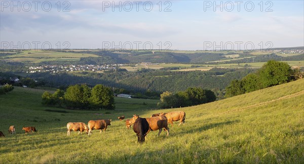 Cows grazing on pasture in Germany, species appropriate animal husbandry, farmland meadow