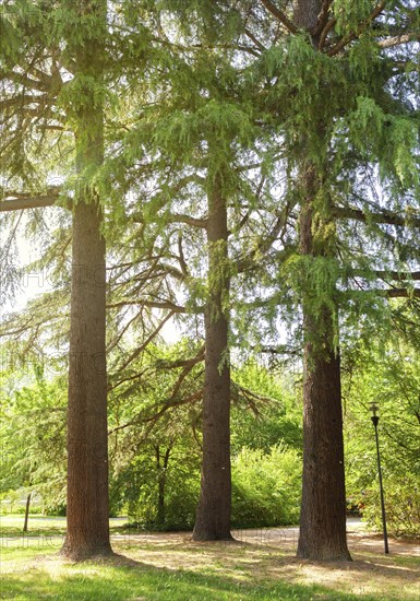 Three old trees in a park with sun rays breaking through the branches. The Conifers are evergreen trees that serve cones and needles