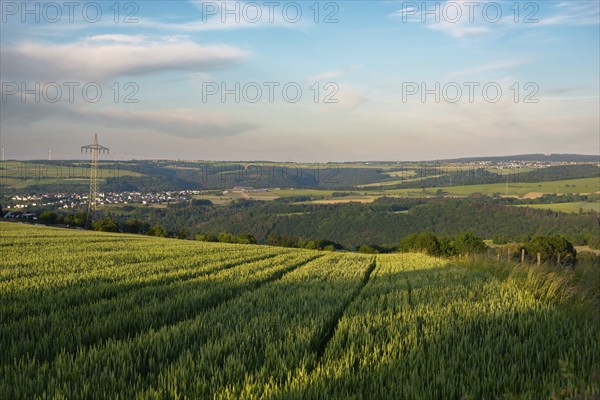 Field with cultivated barley Germany, harvest in the summer, agriculture for food, farmland on the countryside
