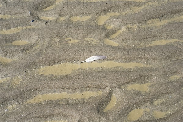 Sand beach with texture and water puddle, white feather of a seagull, North Sea, wadden sea in the Normandy, France, Europe