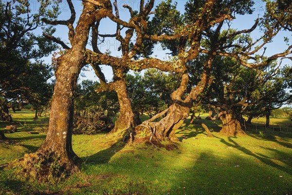 Centuries-old til trees in fantastic magical idyllic Fanal Laurisilva forest on sunset. Madeira island, Portugal, Europe