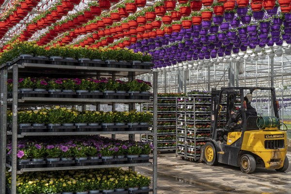Horticultural business, greenhouse, flowers, various types, are loaded onto a lorry for a customer, Straelen, North Rhine-Westphalia, Germany, Europe