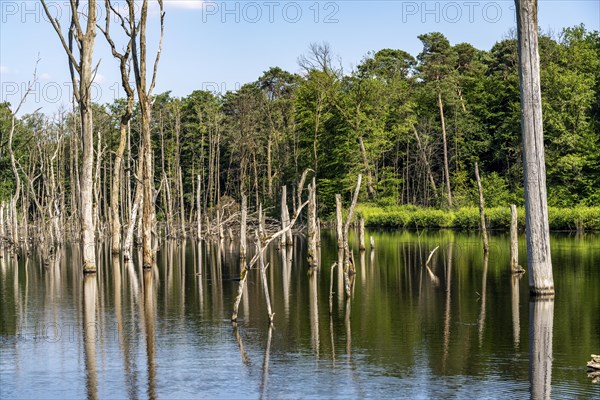 The Pfingstsee in the Kirchheller Heide, near the Heidhof, in the nature reserve Kirchheller Heide, created by subsidence caused by coal mining, Bottrop, dead trees, North Rhine-Westphalia, Germany, Europe