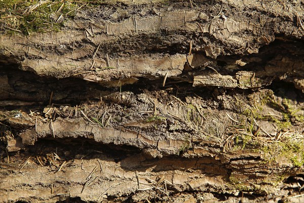 Close-up of tree bark showing a rough, textured, and detailed surface with patches of moss, background image