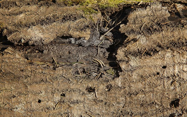 Close-up of rough tree bark with textured, natural surface in an outdoor forest environment, background image
