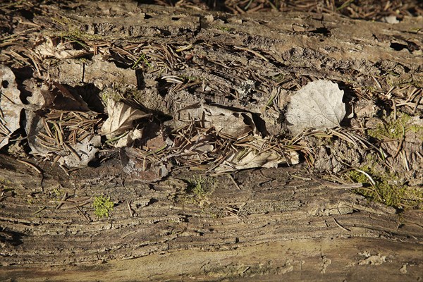 Close-up of tree bark with fallen leaves and twigs, showcasing the detailed texture of the forest floor, background image