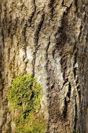 Close-up of a tree trunk with textured bark and a patch of green moss, background image