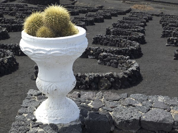 White ceramic bowl with cactus on a stone wall surrounded by circles of black stones, arrrecife, lanzaorte, canary islands, spain