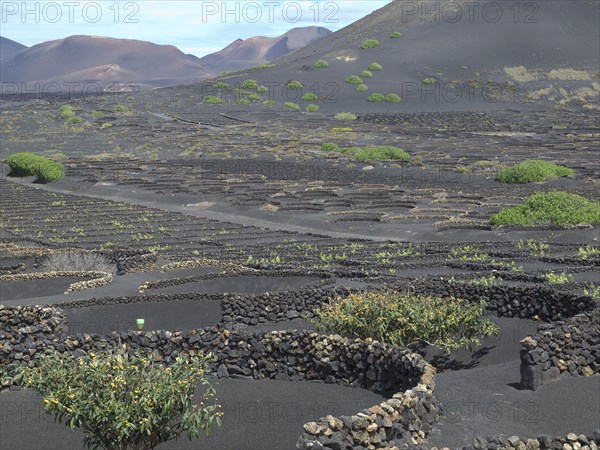Black lava fields with some green bushes and volcanic hills in the background, arrecife, Lanzarote, Canary Islands, Spain, Europe
