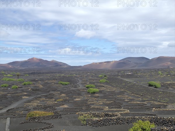 Landscape with lava fields and scattered green bushes under a partly cloudy sky, arrecife, Lanzarote, Canary Islands, Spain, Europe