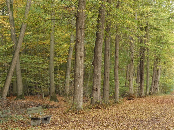 A forest path covered with autumn leaves and a wooden bench along the way, gemen, münsterland, westphalia, germany