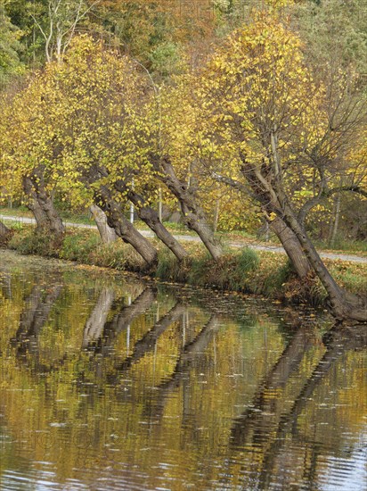Several autumnal trees stand close to the water and are reflected in it, the golden leaves and sparse branches indicate the season, gemen, münsterland, westphalia, germany