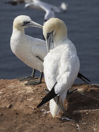 Two seagulls standing close together on a cliff by the sea, Heligoland, North Sea, Germany, Europe