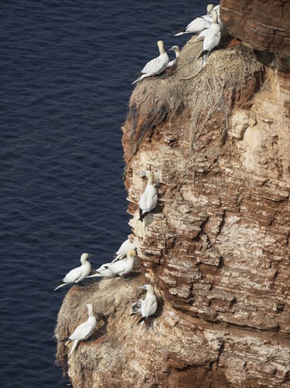 A group of seagulls sitting on a rocky cliff by the sea, Heligoland, North Sea, Germany, Europe