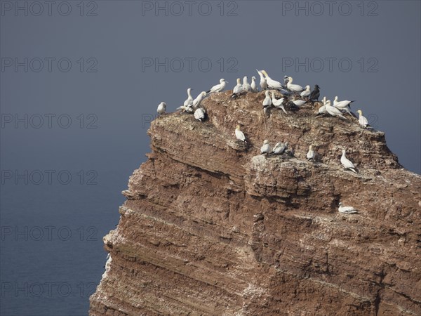 A rocky cliff with calm sea and many seagulls sitting on it, Heligoland, North Sea, Germany, Europe